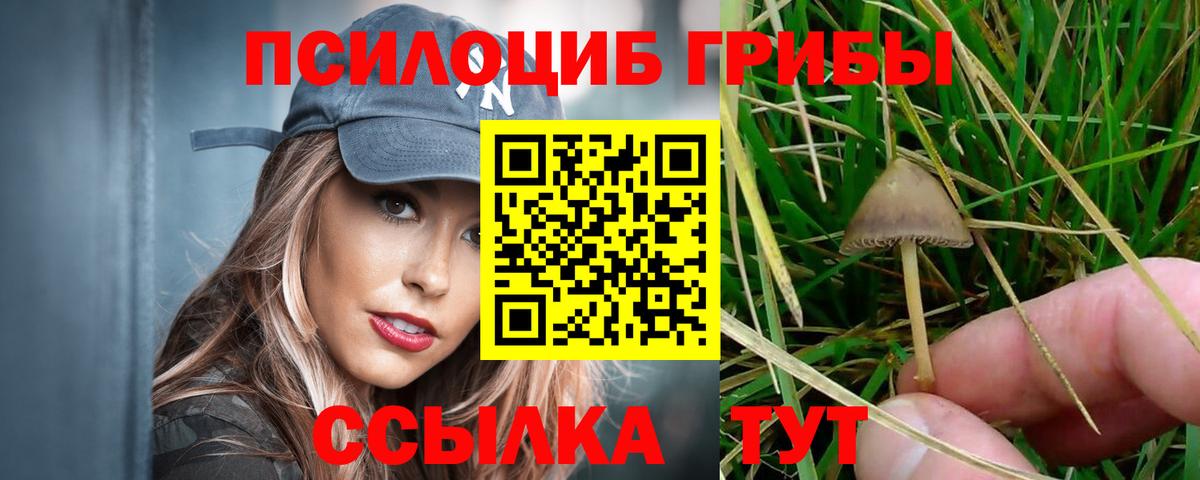 Псилоцибиновые грибы прущие грибы  Вход с VPN  Лениногорск  Галлюциногенные грибы Psilocybine cubensis 